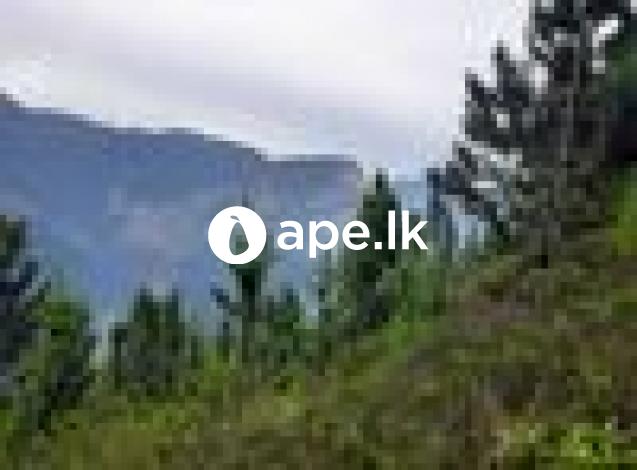 à¶‰à¶©à¶¸à¶šà·Š à·€à·’à¶šà·’à¶«à·“à¶¸ - à¶¶à¶½à¶±à·Šà¶œà·œà¶©
